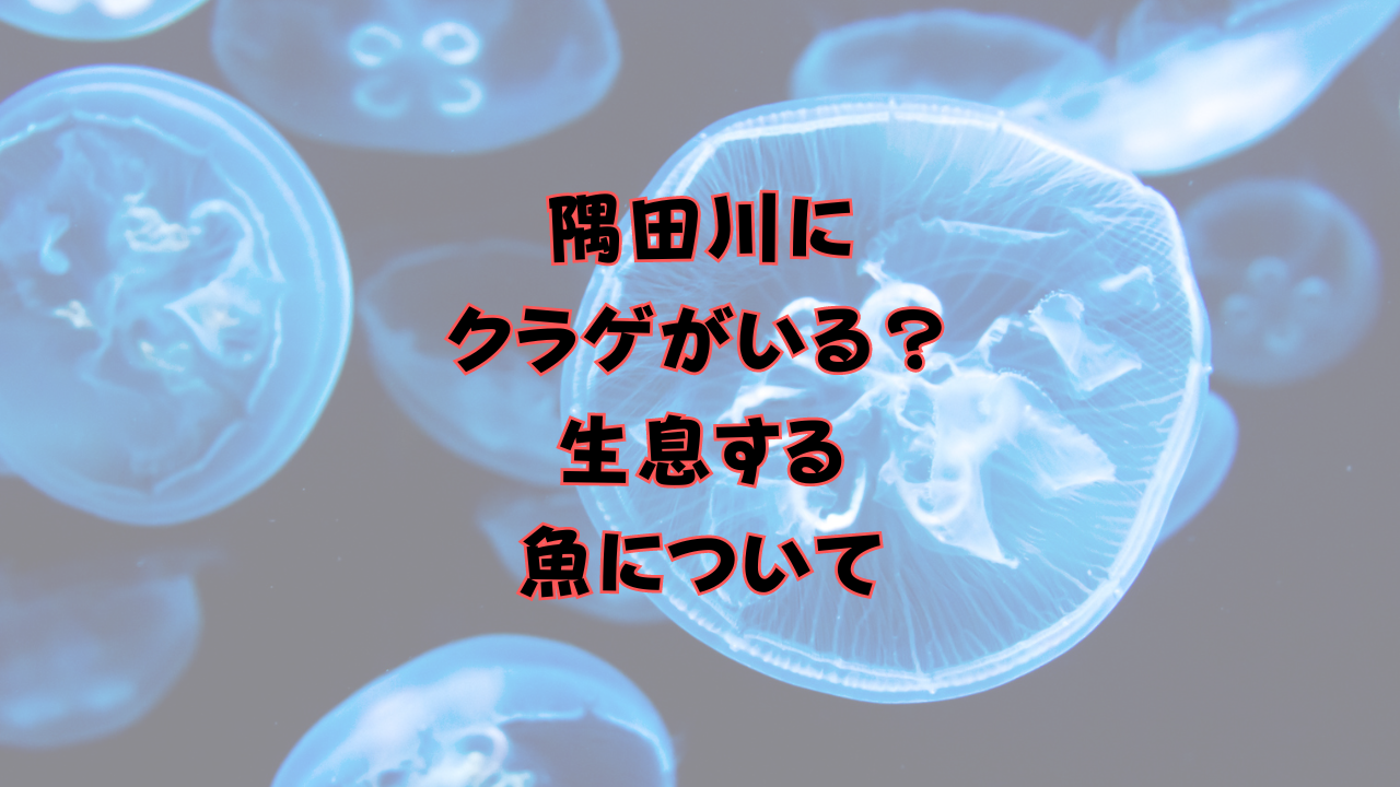 隅田川にクラゲがいる？生息する魚について